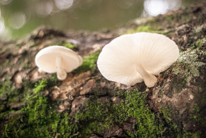 organic-medicinal-mushrooms